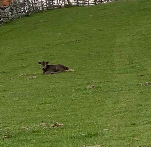 호텔 Complex Merisoru De Munte