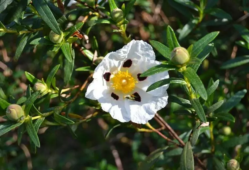 ホテル Quinta Vitae