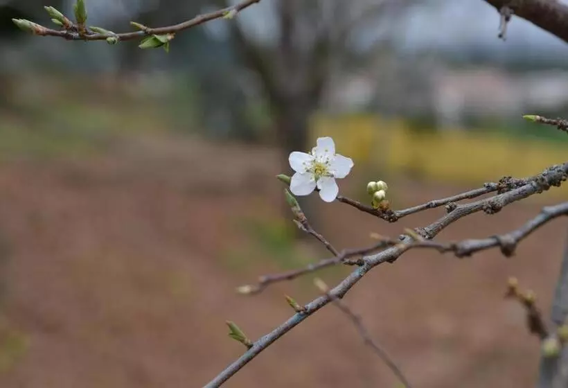 ホテル Quinta Vitae