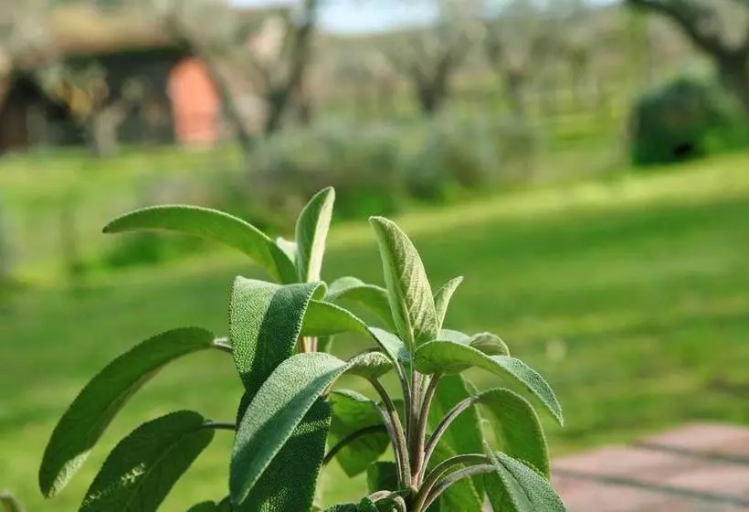 تختخواب و صبحانه Agriturismo La Mandragola Relais