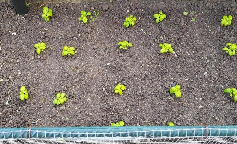 Bed and Breakfast Agriturismo La Mandragola Relais