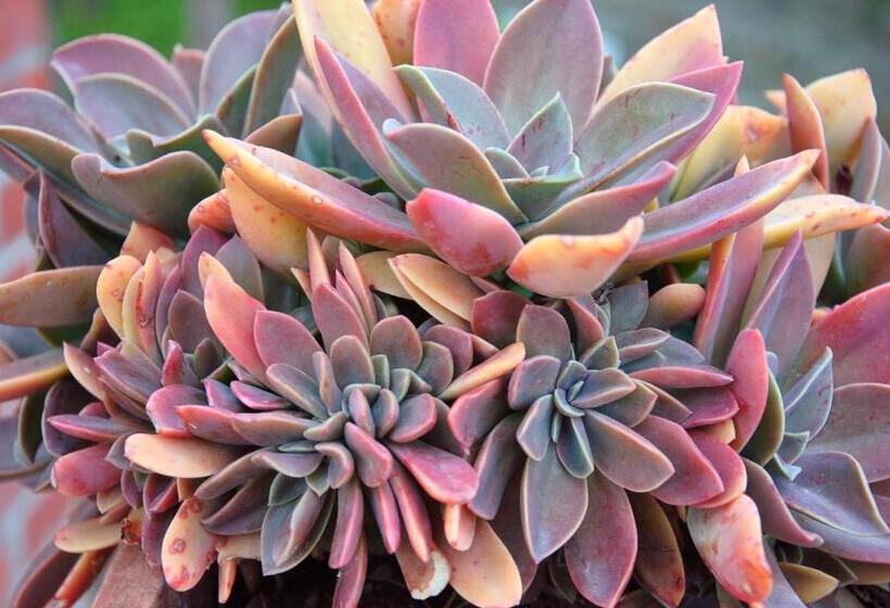 Bed and Breakfast Agriturismo La Mandragola Relais