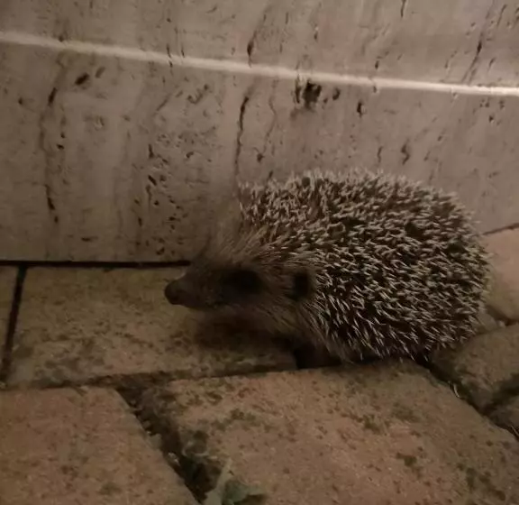 Aamiaismajoitus (B&B) Maison Tuscany Bed&breakfast