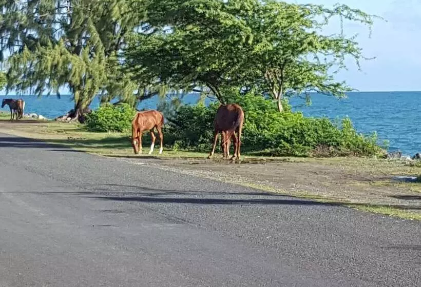 پانسیون A Toda Vela