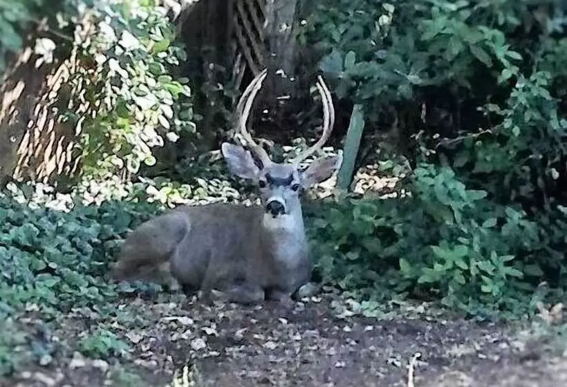 酒店 Backyard Garden Oasis