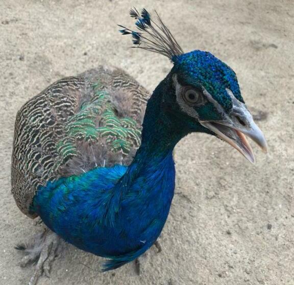 پانسیون Valonquinta   Agro Hotel & Spa