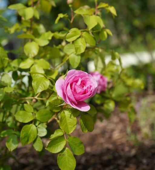 ホテル Equiliber Reitkunstzentrum Burgenland