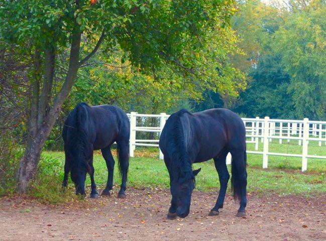 ホテル Equiliber Reitkunstzentrum Burgenland