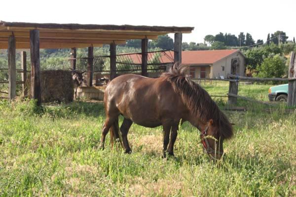 Отель Agriturismo Il Poggio