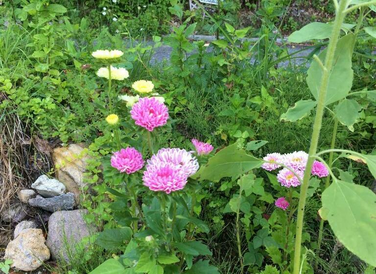 Pension ぽかぽか（poka Poka）