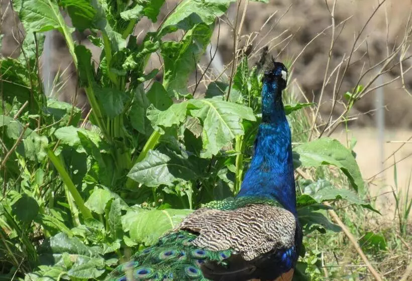 Hotel Enoturismo Mainetes