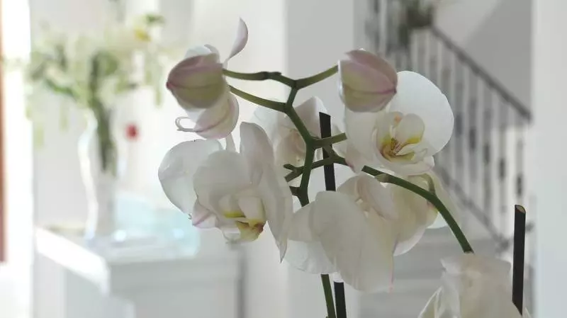 Astro Palace Hotel & Suites