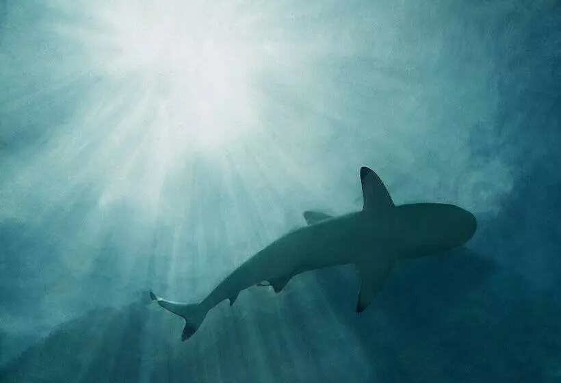 Отель Conrad Maldives Rangali Island