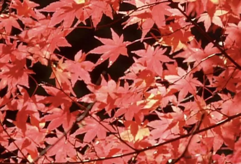 酒店 Dormy Inn Kurashiki Natural Hot Spring