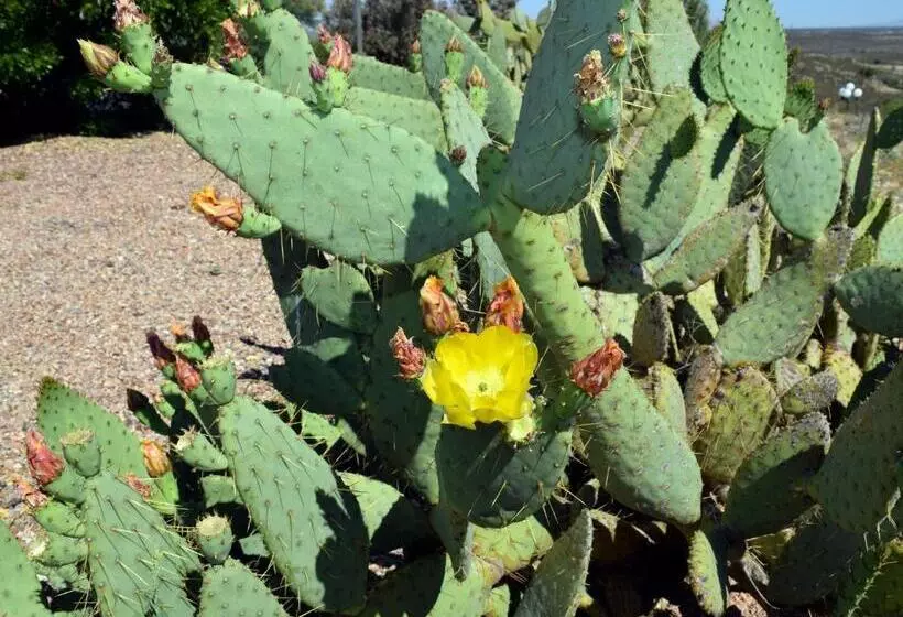 Tombstone Grand Hotel, A Baymont By Wyndham