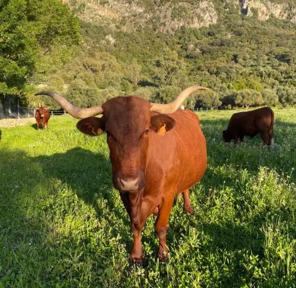 Casa Rural El Vihuelo