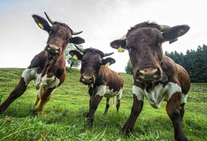 호텔 Gasthof Sonnenbichl