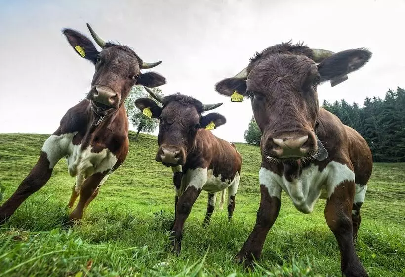 Hotel Gasthof Sonnenbichl