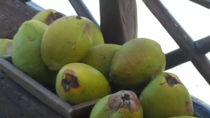 호텔 Hemingway Romantic Ecoresort