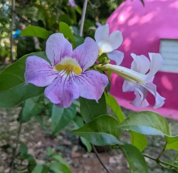 تختخواب و صبحانه La Casa De Vida Natural