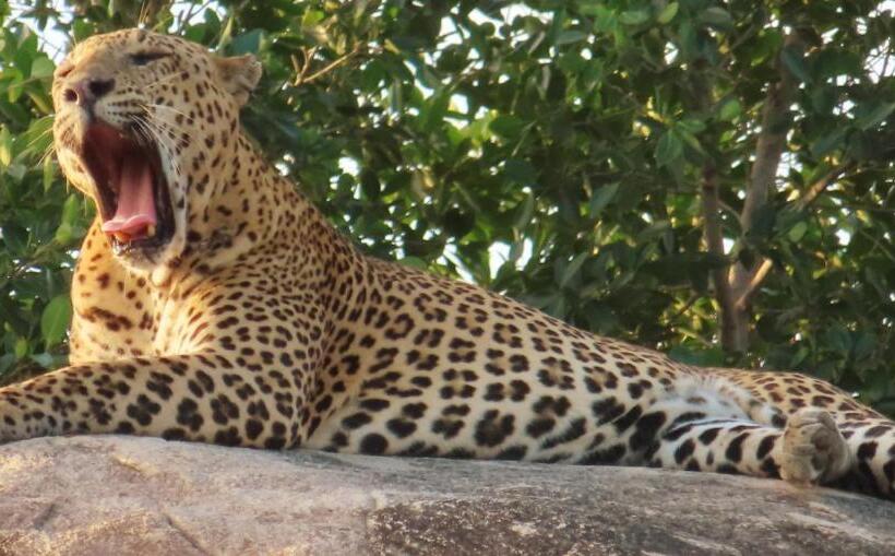 פנסיון Moon Light Guest House