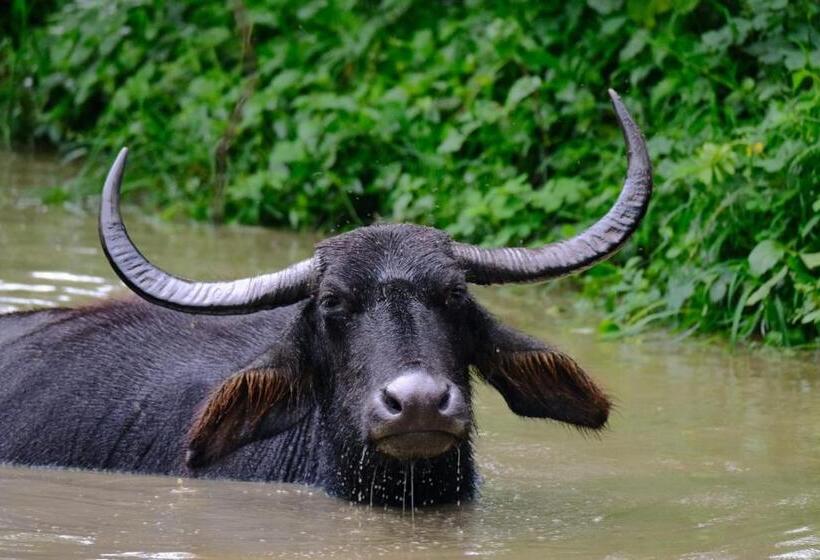 פנסיון Moon Light Guest House