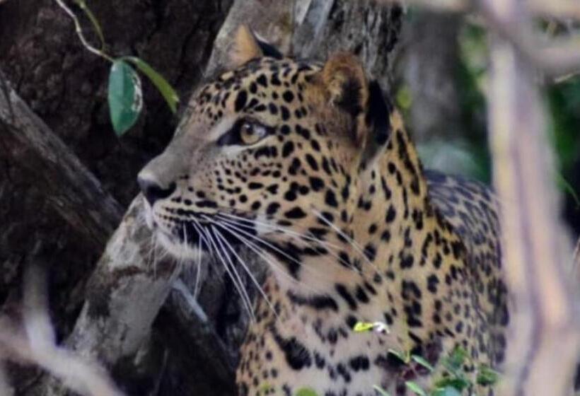 פנסיון Moon Light Guest House