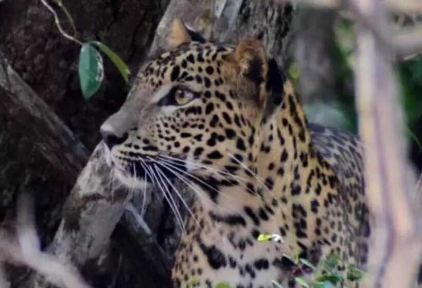 Majatalo Moon Light Guest House