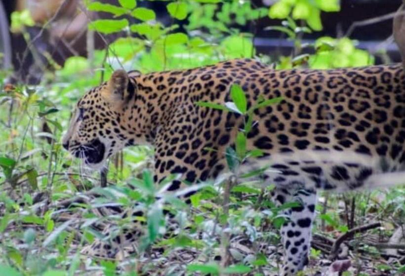 פנסיון Moon Light Guest House