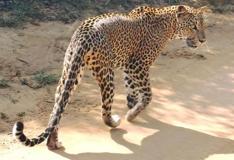 Majatalo Moon Light Guest House