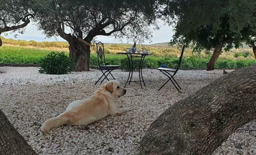 ホテル Agriturismo Su Barcu