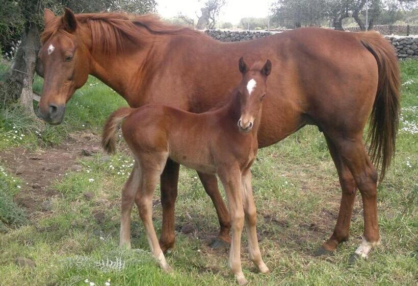 هتل Agriturismo Su Barcu