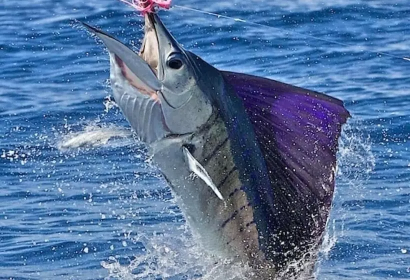 酒店 Parotas Manzanillo