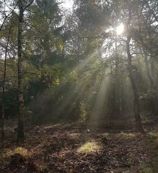 B&b De Loenense Bossen