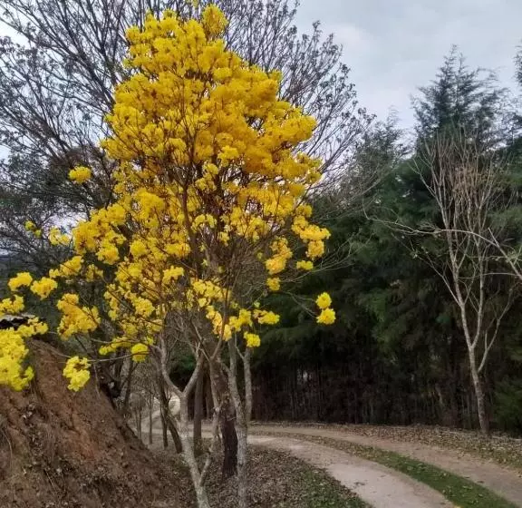 ユースホステル Pousada Erva Doce