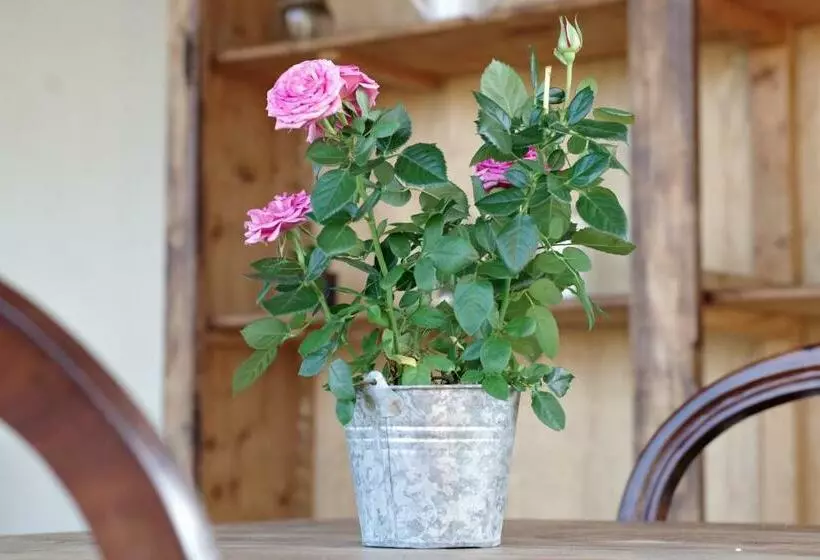 Aamiaismajoitus (B&B) Beb Montefratta