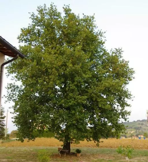 Aamiaismajoitus (B&B) Beb Montefratta