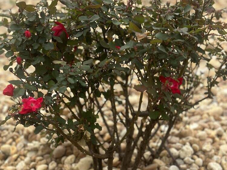 酒店 Green Garden Inn