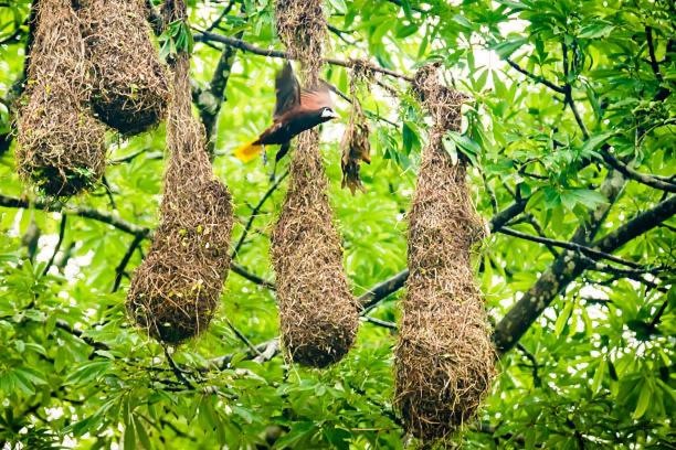 پانسیون Caribbean View House