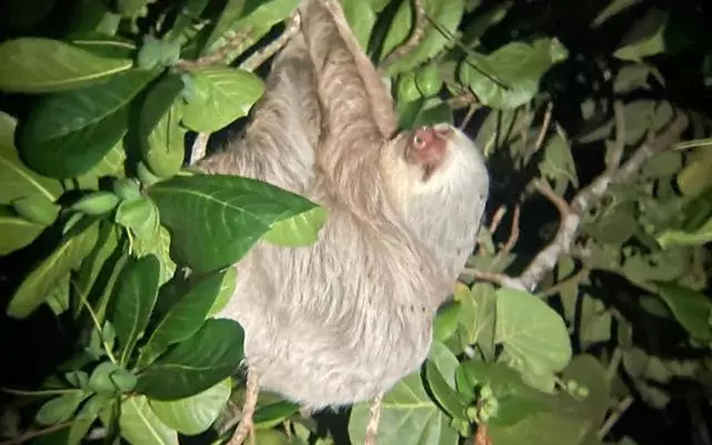 ペンション Caribbean View House