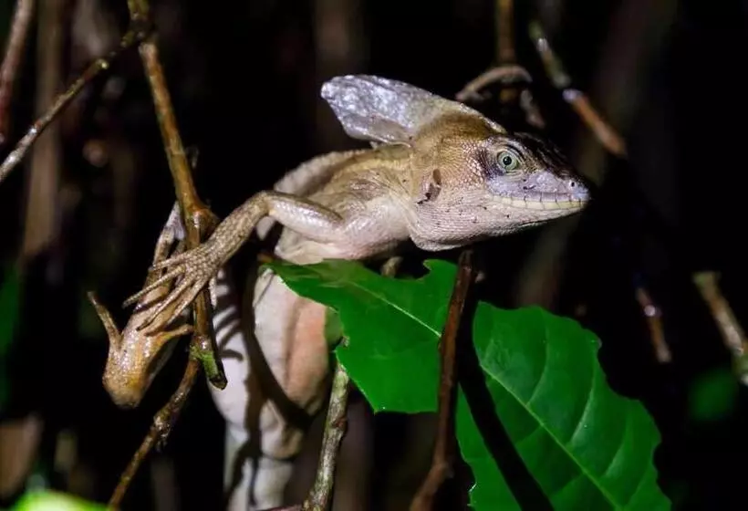 ペンション Caribbean View House