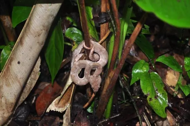 ペンション Caribbean View House