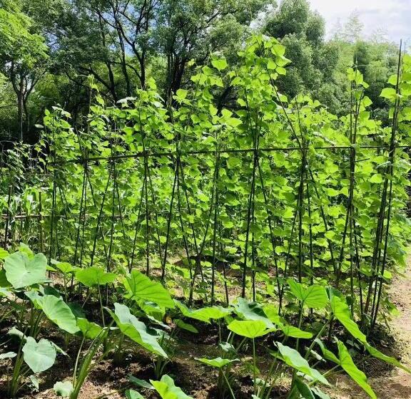 فندق Longhushan Hanxiangju Homestay