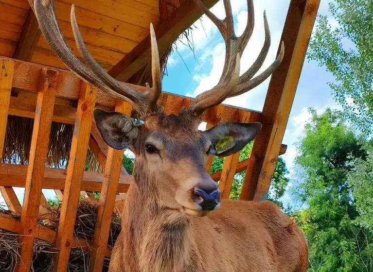 پانسیون Curtea Domneasca