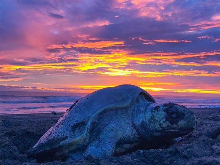 هاستل Cabinas Surf Arribadas