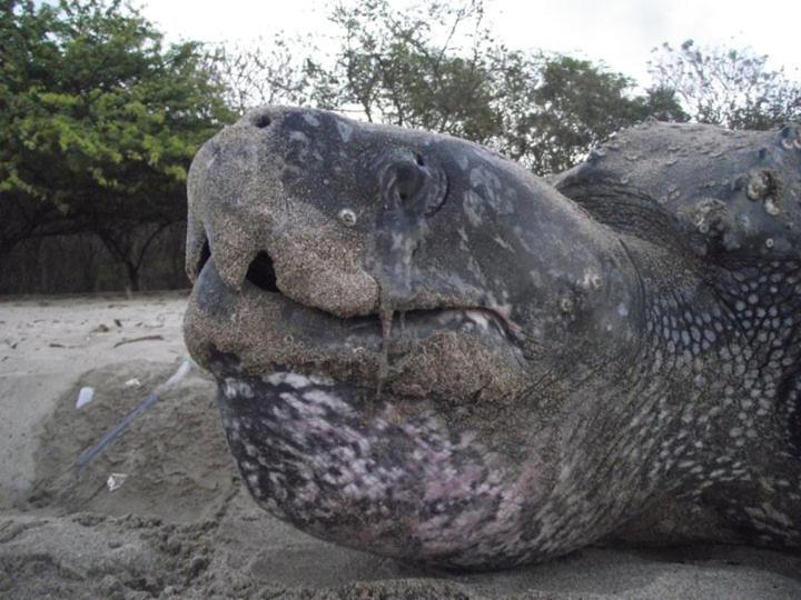 هاستل Cabinas Surf Arribadas