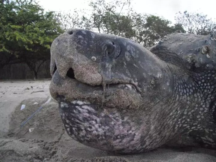 Retkeilymaja Cabinas Surf Arribadas