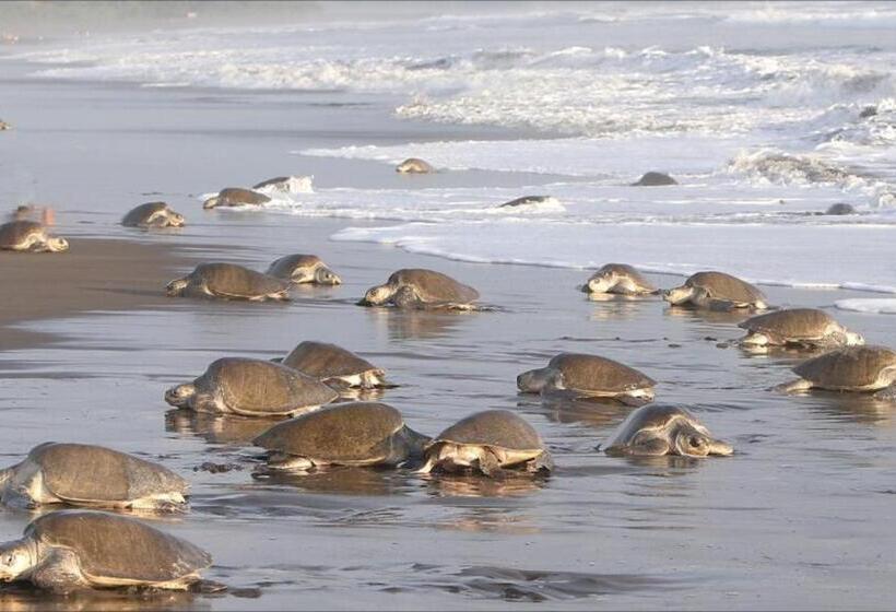 هاستل Cabinas Surf Arribadas