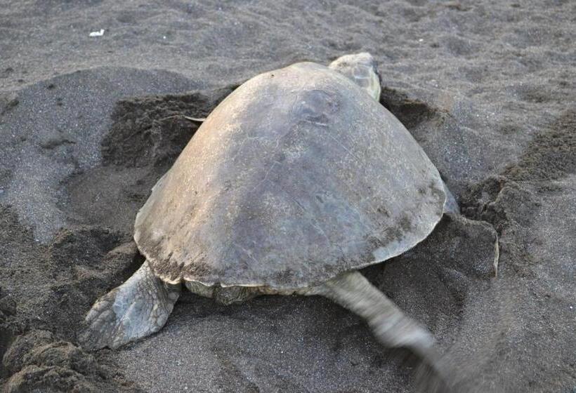 هاستل Cabinas Surf Arribadas