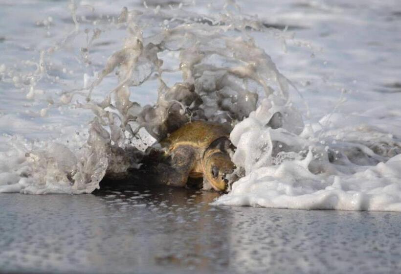 هاستل Cabinas Surf Arribadas